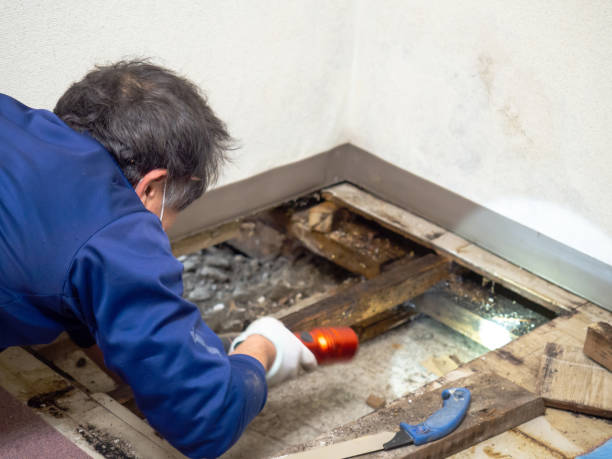 Best Basement Mold Remediation in Grosse Pointe Farms, MI