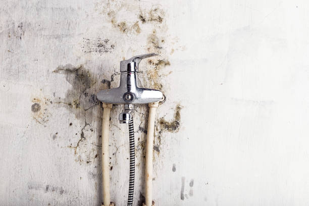 Best Commercial Mold Remediation in Grosse Pointe Farms, MI