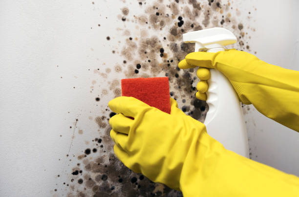 Best Localized Mold Remediation (e.g., coastal areas, humid climates) in Grosse Pointe Farms, MI